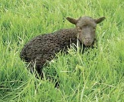 sheep-foot-rot